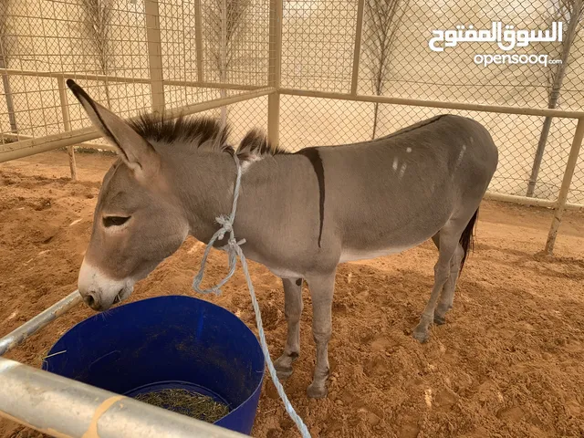 Donkey horse for sale