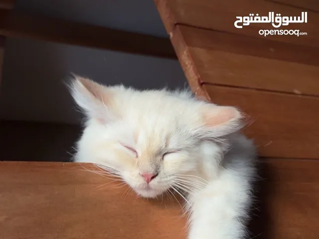 ثلاث قطط ذكور للبيع ب عمو ثلاث اشهر ثلاث قطط ذكور للبيع ب عمو ثلاث اشهر