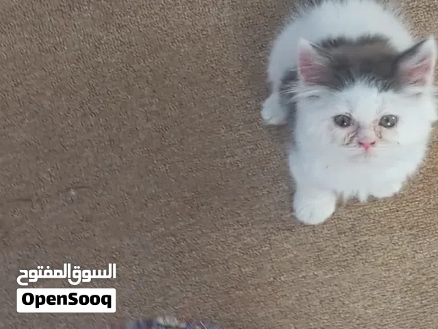 قطه للبيع سعرها15الف