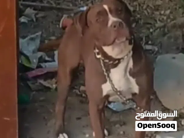 انثى بيبتولBlack Nose