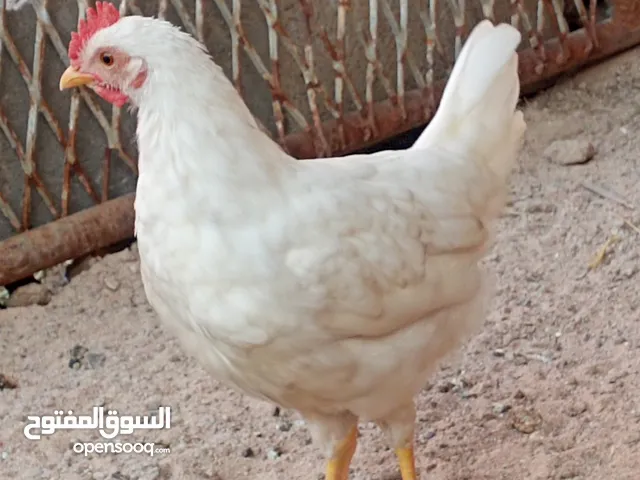 سلام عليكم دجاج عرب الاصلي رس قديم بيهم دجاجه شوكيه سعر تك 75دجاج اصلي كدام عينك 3دجاجات وديج مكاني
