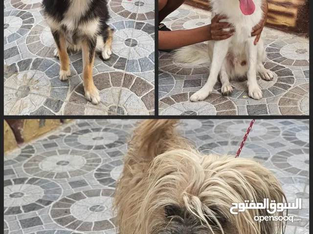 بيعه مستعجل 3 كلاب مع بعض زوج كلاب بومسكي و ذكر شيتوز