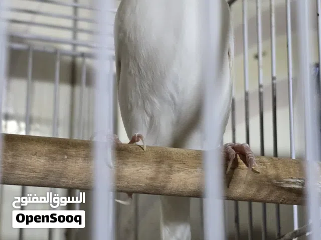 السلام عليكم طيور جاوه  زوج عسلي نثاية والابيض فحل طيور  يخبلن ونضسفات ومنتجات سبب البيع ليس متفرغ