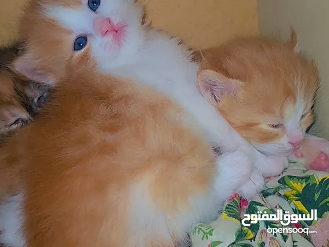 1.5 month rare mix breed Persian and ragdoll
