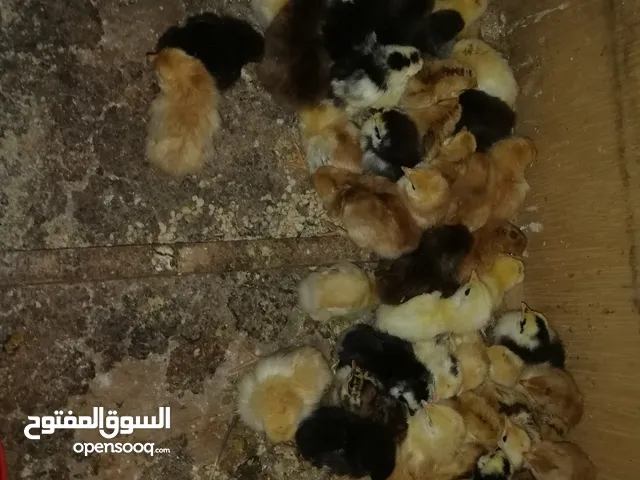 دجاجه مفلسه للبيع تحتها7فلاليس ومعاهم50فلوس مخلط زهري ورود وفولي السعر حرق
