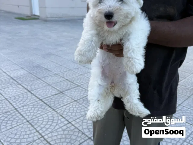 للبيع كلب مالتيز