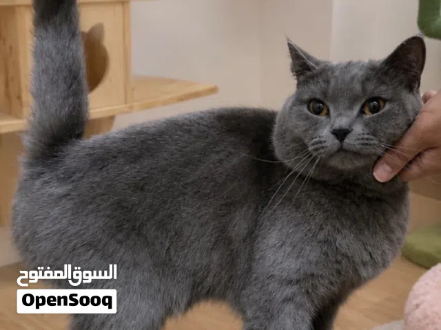 ذكر بلو حنونننننن جداً