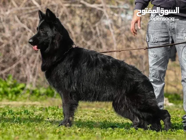 جيرمان شيبر بلاك