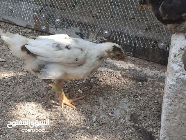26 صوص بلدي عمر شهر ونص وشهرين صحة نظافه