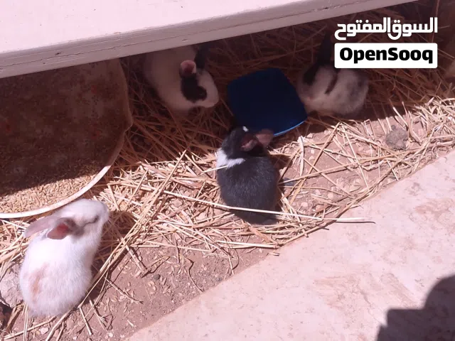 ارانب بلدي للبيع 6 ارانب ثنين عمر شهرين و4 عمر شهر فطم جديد