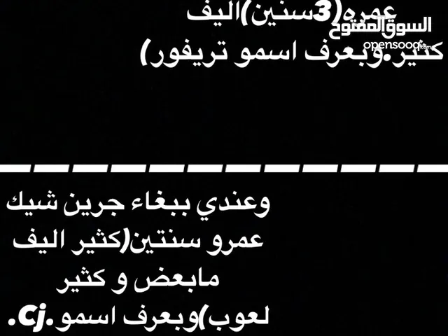 ببغاء جرين شيك.ببغاء دره.اقرا الوصف)