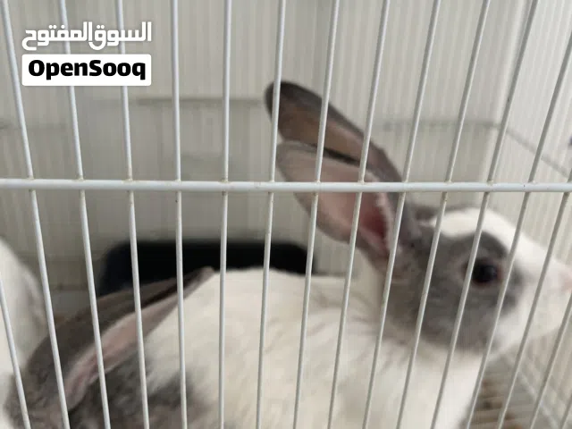 أرانب فرنسيه عمرهم 6 شهور