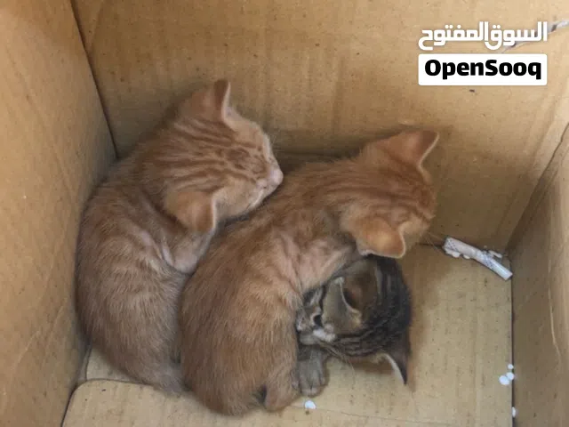 قطط كتن للتبني بحاجة الى ام مرضعة