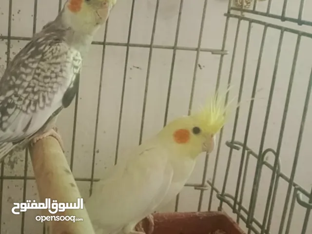 جوز كوكتيل للبيع جوز ام قويق مقزم فرخ عقابي
