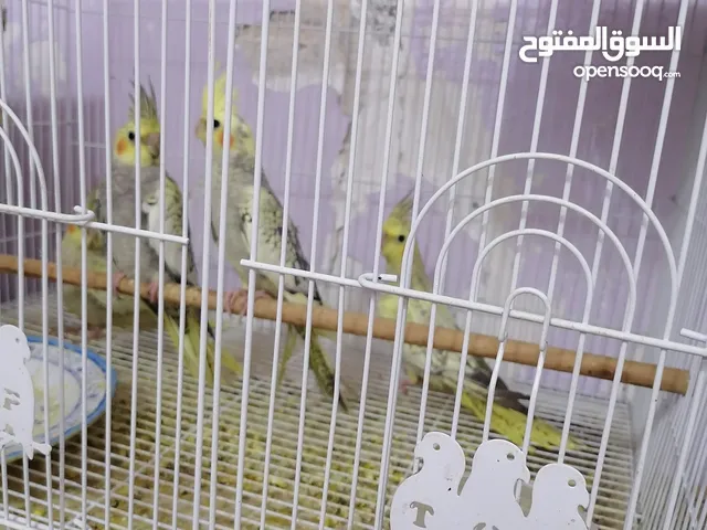 زوج ببغاء كوكتيل للبيع... كوكتيل نظيفات وبصحة فول. والوانهم مشجر حلو. مخاليف