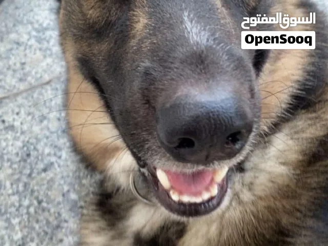 Husky German shepherd dog