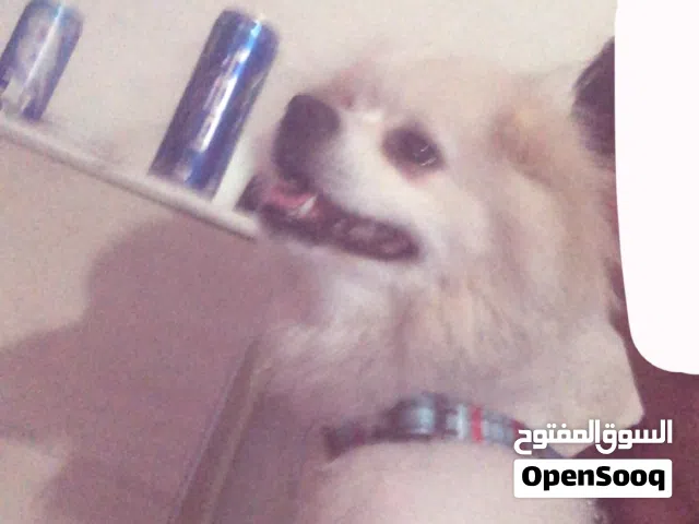 كلب لولو للبيع