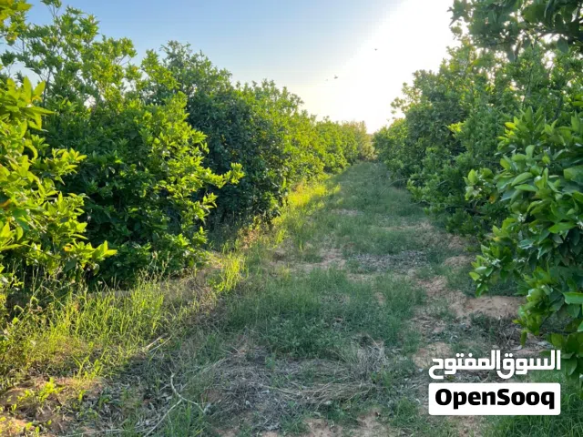 ارض زراعيه للبيع موقعها[ صبراته ،منطقه الزهانيه،سانيه الشويات ]أقرب نقطه داله تقاطع التمتيع والاذاعة