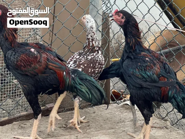 ديك باكستاني اصل
