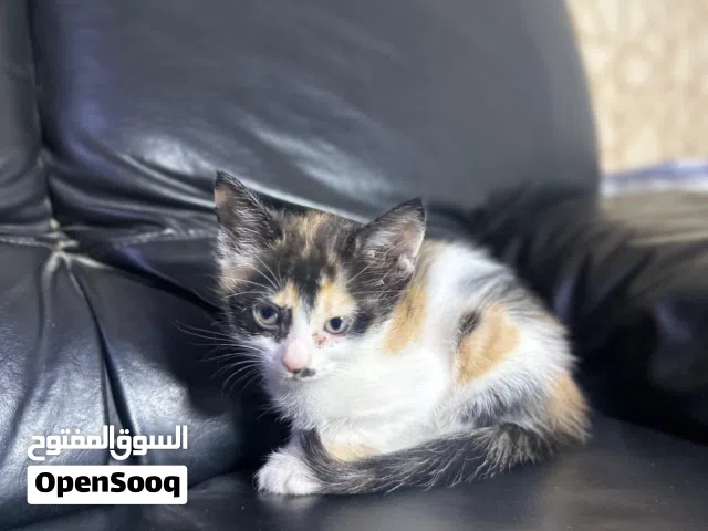 قطط شيرازيه