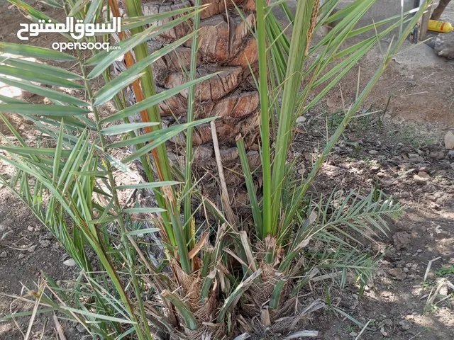 نخيل وفسايل