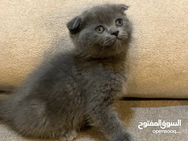 كتن سكوتش فولد/ستريت عدد 4