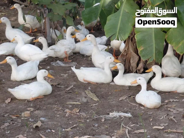 بيض بط مخصب بكيني فرنساوي بيور