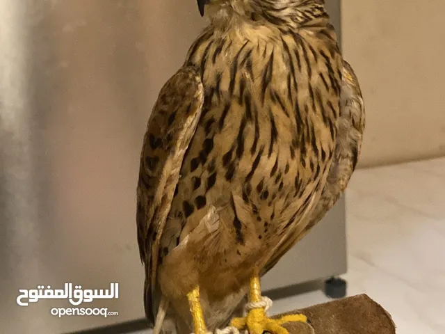 شرياص للبيع