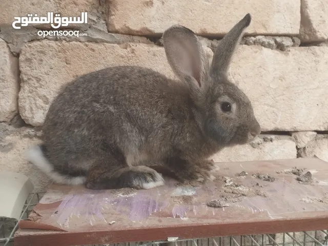 زوز انتايات جامبو البيع