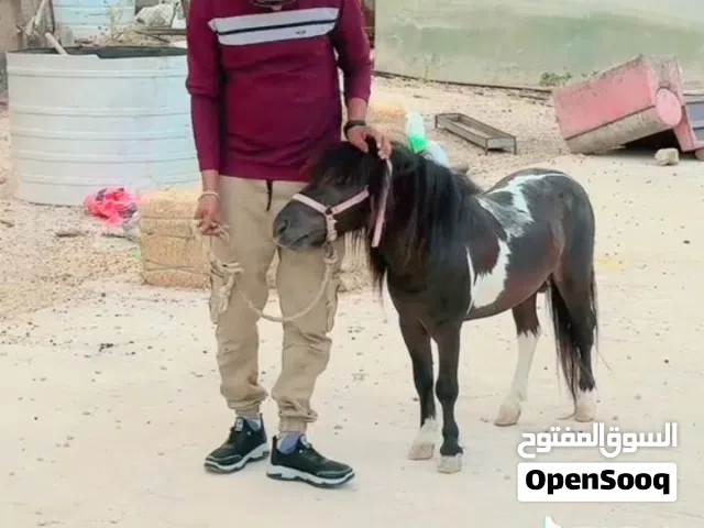 خيل بوني للبيع ...........