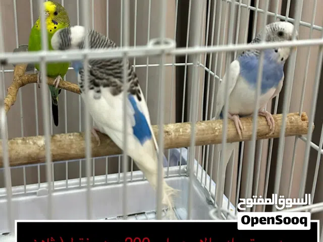 بادجي 3 إناث و ذكر واحد ( بيعه مستعجله !! )