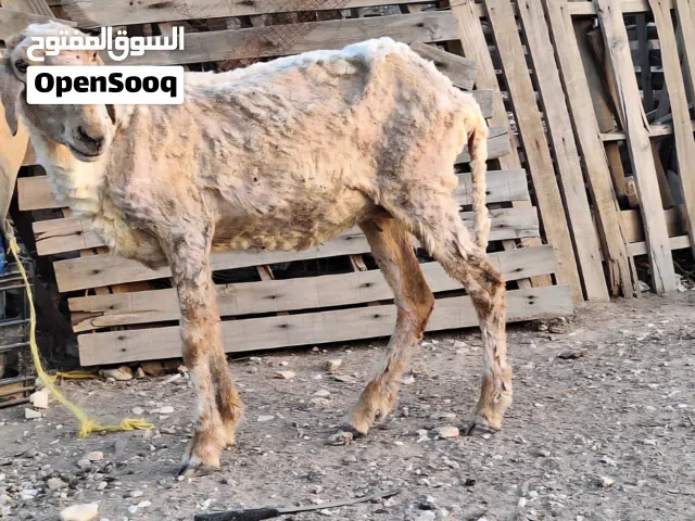 للبيع جعد هندي
