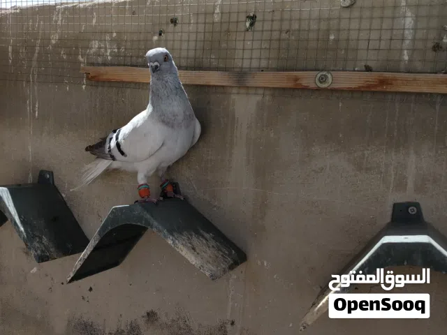 طيور حمام للبيع كش وجواز وطواير