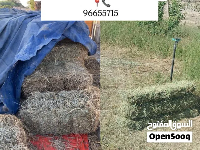 تتوفر لدينا برايد كميات نعيم وحجم كبير