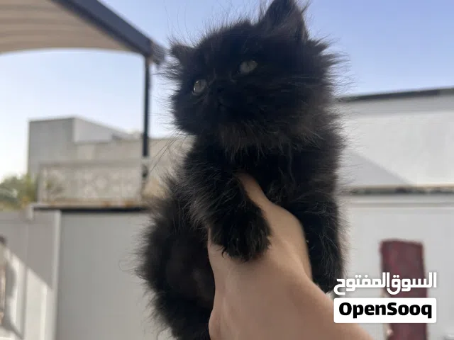 قط شيرازي عمر 45 يوم