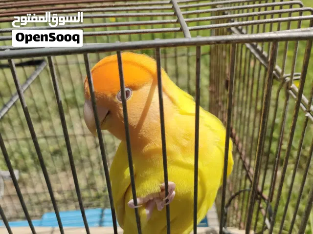 مطلوب ذكر مطلوب