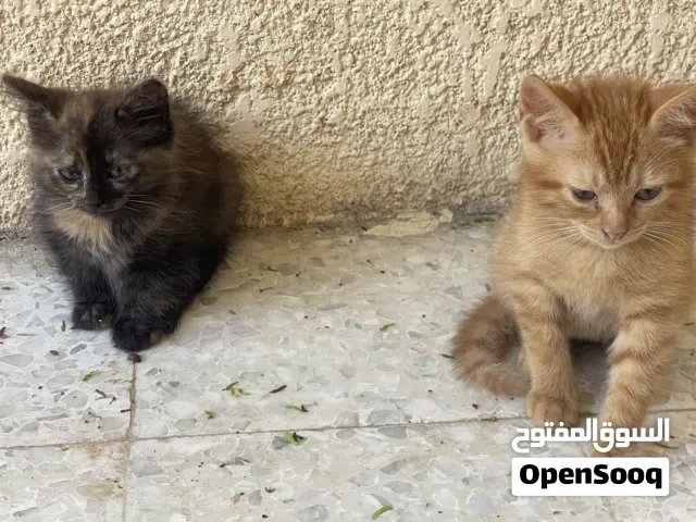 قطط للتبني