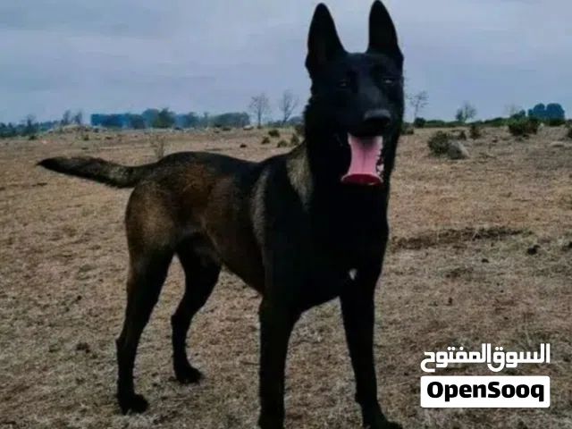 دكر مالينوا مكسيكي درجه اوله اقرا الوصف