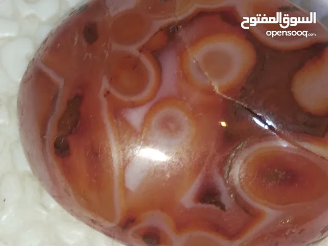 حجر نادر جدا العمر 2سنه وشوي (بي فطر صغير جدا غير ملحوض )(التوصيل للاماكن القريبه عل قبلة فقط)