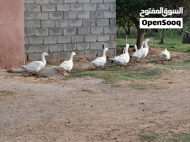 أوز للبيع قصر بن غشير