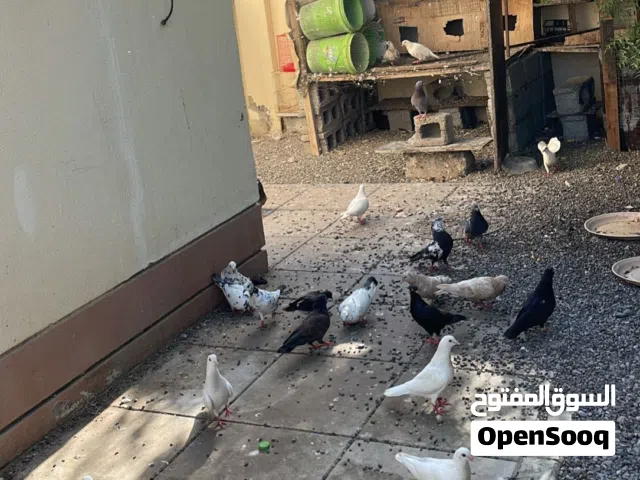 طيور عاديات للبيع