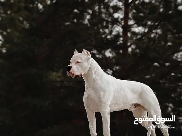 مـطلوب دوجو ارجنتينو بـيور