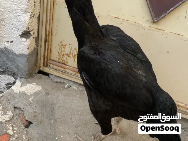للبيع دجاج منتجات الوحده 15