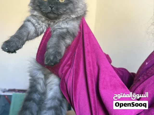 قطه انثى سكوتش هاديه كثير و بتحب العب