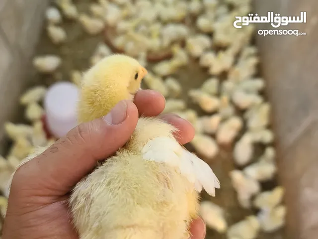 موجود كل اسبوع صوص لاحم عمر 5 ايام / كرتون بيض اردني قياس 20 ( اقراء الوصف)