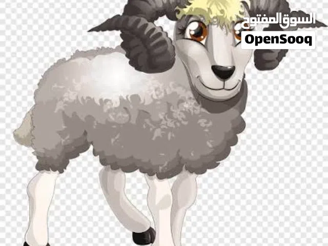 ذبح متنقل، عمان و ضواحيها