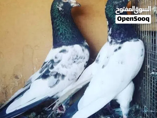 حمام باكساني اصلي للبيع