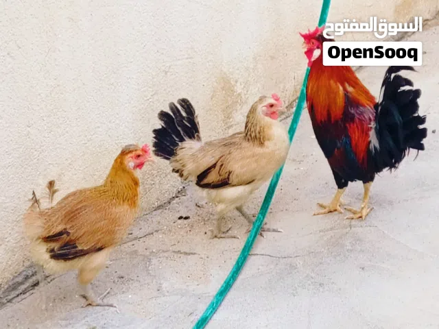 ديك ودجاجتين كويتي بياضات