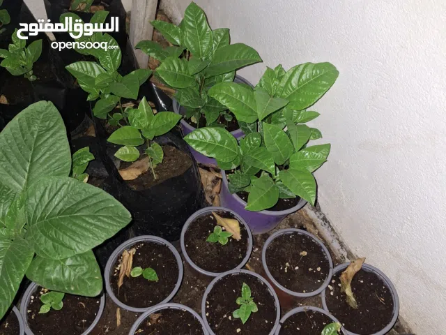 تم تخفيض السعر  دفعه جديده من شتلات باشن فروت من الثمار سيرلانكا واوغندا انتاج محلي