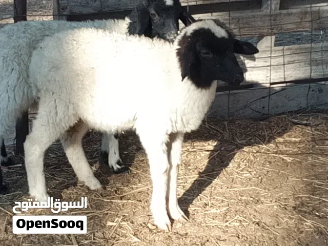 خروف وفطيمه وطنيات تبارك الله العمر شهرين ونص